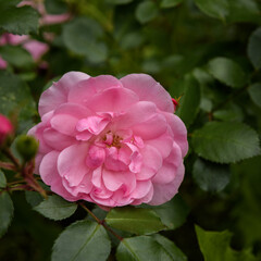 Obraz premium ROSES - Beautiful blooming flowers in an ornamental garden 