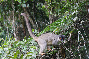 Wild lemur on Lemur Island in Vakona forest.