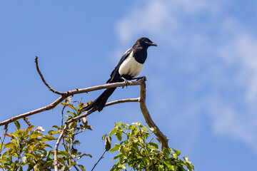 A eurasian magpie perched on top of a tree in a Sussex garden, with a blue sky overhead