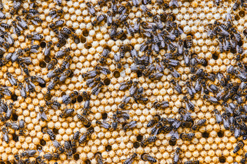 Honeycomb with many Bees