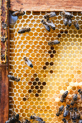Honeycomb with many Bees
