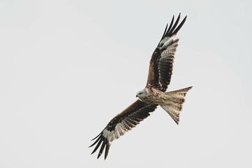 fliegender Rotmilan
