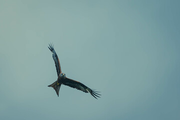 fliegender Rotmilan