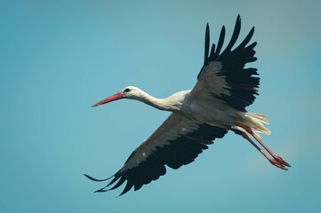 Weißstorch auf Mülldeponie