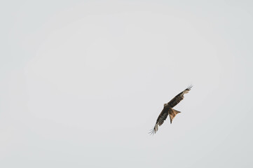 fliegender Rotmilan