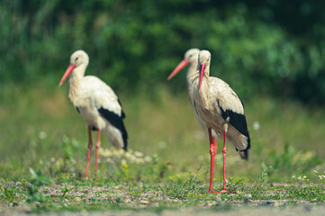 Weißstorch auf Mülldeponie