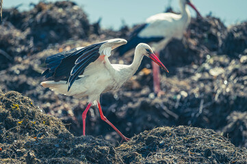 Weißstorch auf Mülldeponie