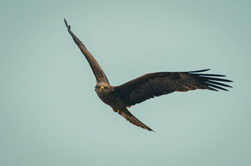 fliegender Rotmilan