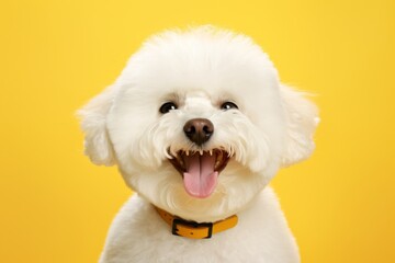 Portrait of a smiling bichon frise in front of soft yellow background