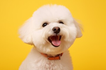Portrait of a smiling bichon frise isolated in soft yellow background