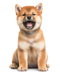 Cute fluffy young shiba inu puppy on isolated background