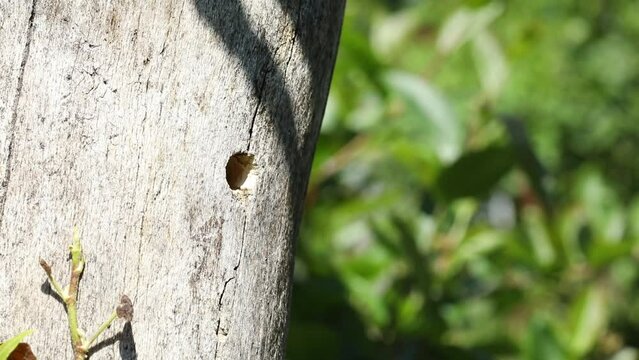 Carpenter bee at the entrance to the breeding cave. Green bokeh background. Copy space.