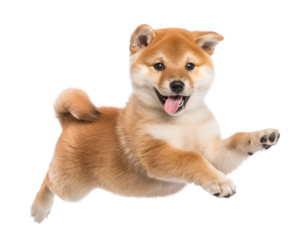 Adorable young shiba inu puppy jumping in the air on isolated background