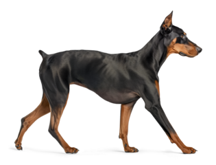 Doberman Pinscher dog in walking pose, side profile view on isolated background
