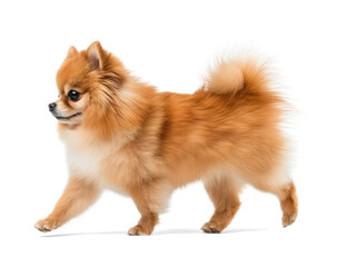 Obraz premium Cute orange Pomeranian dog in walking pose, side view on isolated background