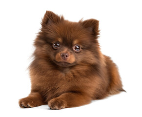 Obraz premium Cute chocolate Pomeranian dog on isolated background