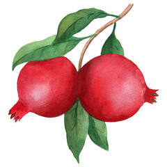 Pomegranate branch watercolor illustration with two fruits and leaves, isolated on white background. For design, posters, cards, postcards, packaging