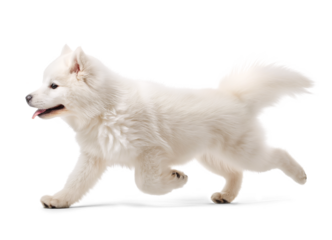 Happy excited Samoyed dog in running pose side profile view on isolated background