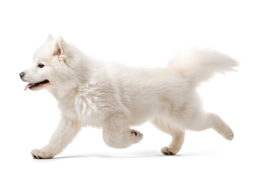 Happy excited Samoyed dog in running pose side profile view on isolated background