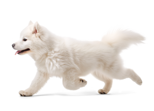 Happy excited Samoyed dog in running pose side profile view on isolated background