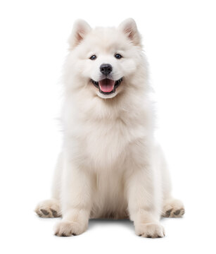 Adorable white Samoyed dog sitting on isolated background