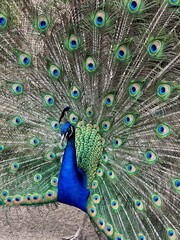 Fototapeta premium Pfau mit aufgestelltem Rad