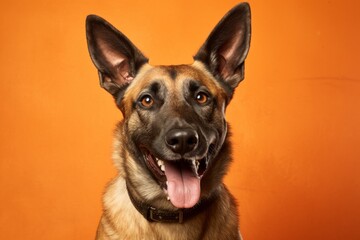 Portrait of a smiling belgian malinois dog over soft orange background