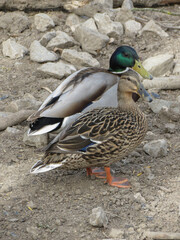 mallard wild duck scient. name Anas platyrhynchos bird animal