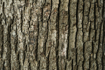 Naklejka premium 木の幹 木肌のアップのテクスチャー背景 ざらざらの木の表面 