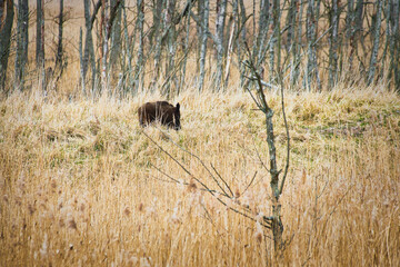 Wild boar in front of a forest clearing with small trees on a meadow in the nature