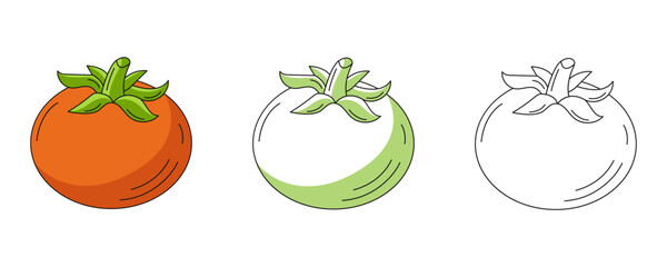 Tomato, colorful and line icons set. Farm vegetable vector outline icon, monochrome and color illustration. Healthy nutrition, organic food, vegetarian or vegan product. For logo, coloring book