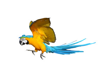 Colorful flying Blue and Gold Macaw parrot isolated on transparent background png file