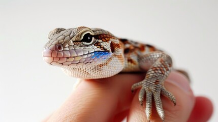 Fototapeta premium Colorful Australian Baby Blue Tongue Lizard being held white background adorable calm reptile