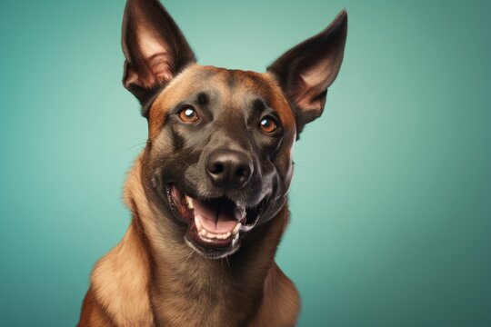 Portrait of a cute belgian malinois dog in front of soft teal background