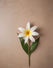 Fototapeta premium white flowers on a wooden background