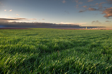 Sunrise over young green cereal field in spring