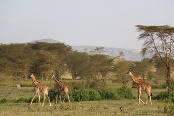 Group of wild giraffes in Kenya national park.