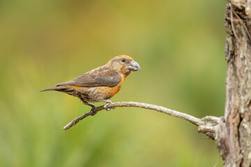 Common Crossbill perched on a branch in a pine tree