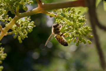 Blooming young wine grapes with a bee in the garden.