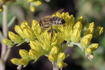 Sedum acre Aureum with a bee in the garden.