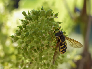 Blooming young wine grapes with Chrysotoxum cautum.