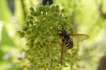 Blooming young wine grapes with Chrysotoxum cautum.