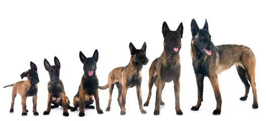 growth of malinois in studio