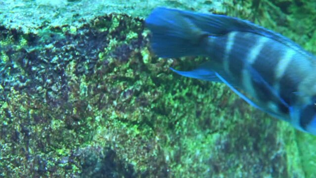 Cyphotilapia frontosa, the frontosa, is a species of fish from the cichlid family, endemic to Lake Tanganyika in East Africa.