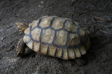 Close-up of a Tortoise on Sandy Surface