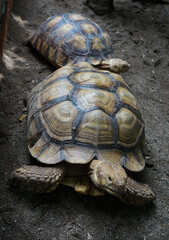 Close-up of Two Tortoise on Sandy Surface
