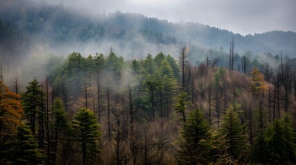 Naklejka premium Majestic forest facing environmental challenges due to climate driven vulnerabilities