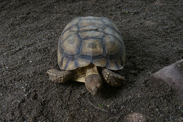 Close-up of a Tortoise on Sandy Surface