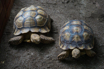 Close-up of Two Tortoise on Sandy Surface