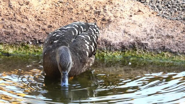 African black duck (Anas sparsa) is a species of duck of the genus Anas. It is genetically closest to the mallard group, but shows some peculiarities in its behavior.
